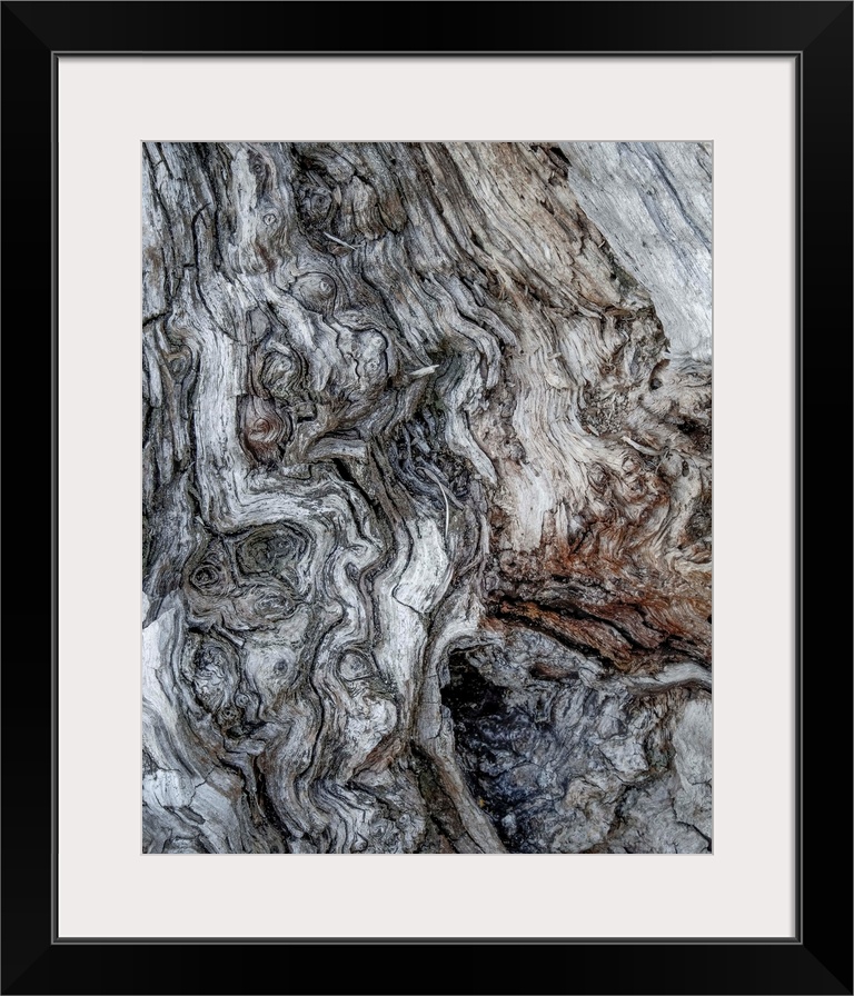 Fine art photo of gnarled bark on an old tree, close up.