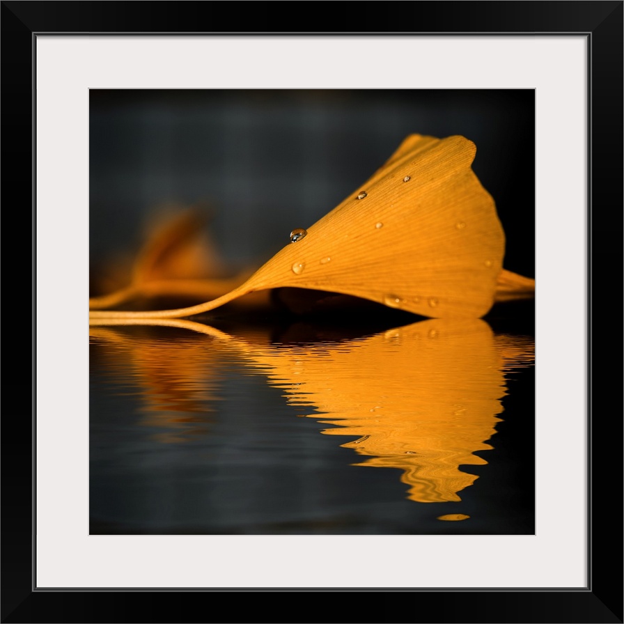 Reflection of a yellow gingko leaf