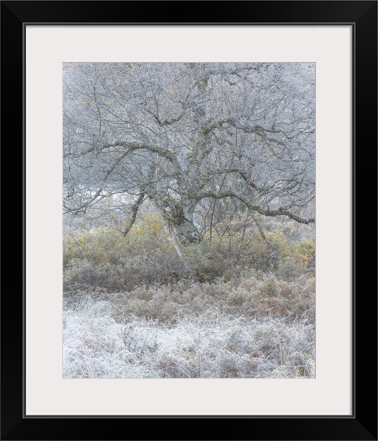 Bare tree with twisting branches in the winter with frost on the ground.