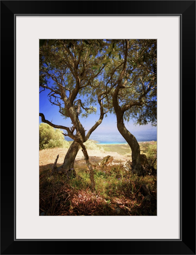 A photograph of a windy trees in a countryside scene.