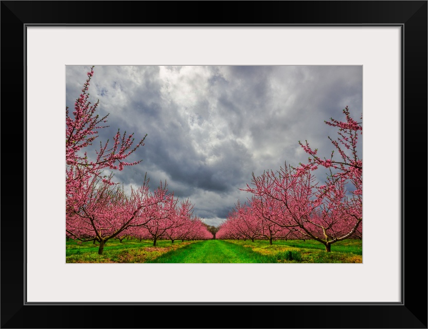 Apple Blossoms