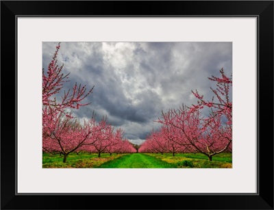 Apple Blossoms