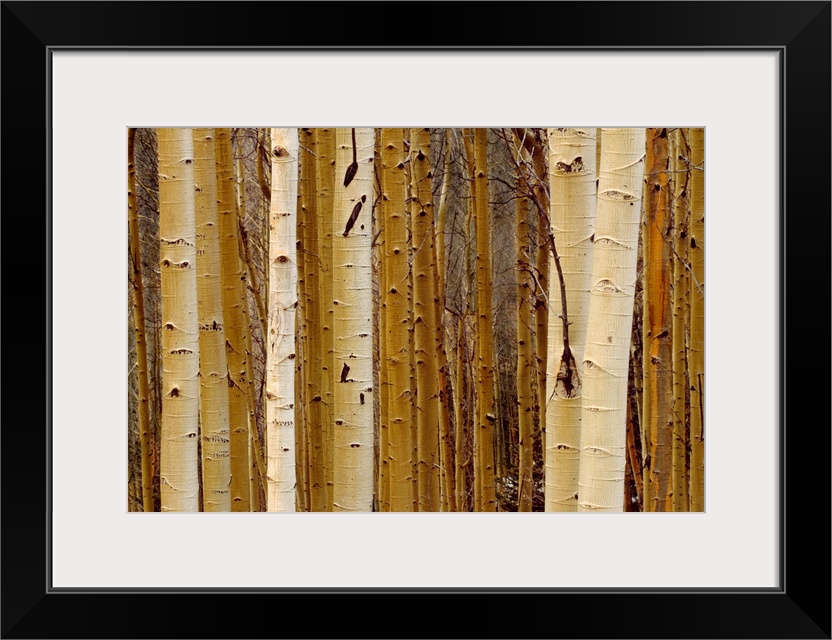 Aspen stand, New Mexico