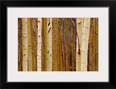 Aspens in Winter