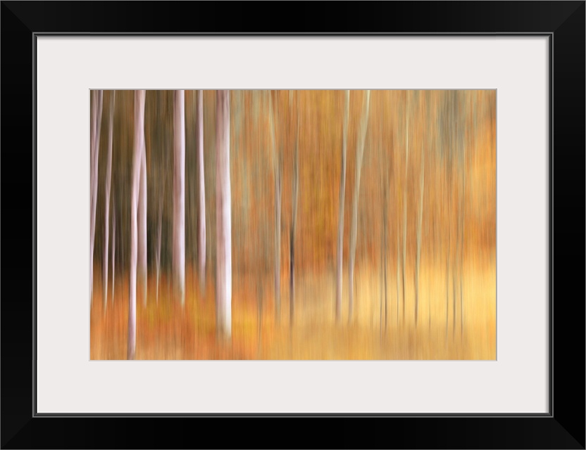 Abstract photo of birch trees in the fall blurred to create interesting shapes.