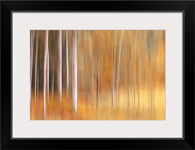 Autumn Birches