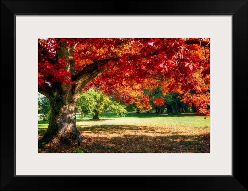 A red oak tree in autumn