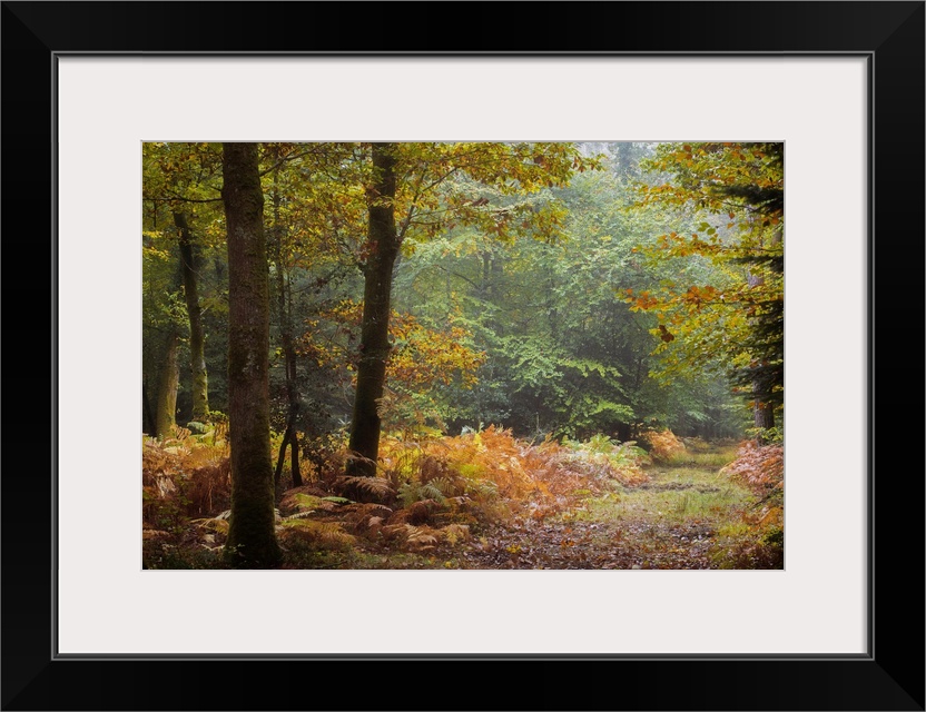 Fallen leaves covering the ground of a forest in the fall.