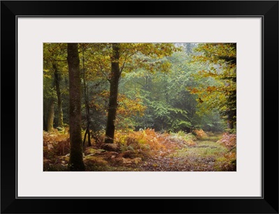 Autumn Forest Leaves