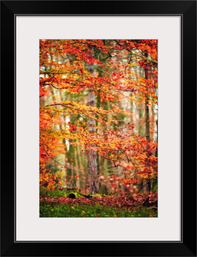 Fine art photo of a forest with orange and red leaves in the fall.