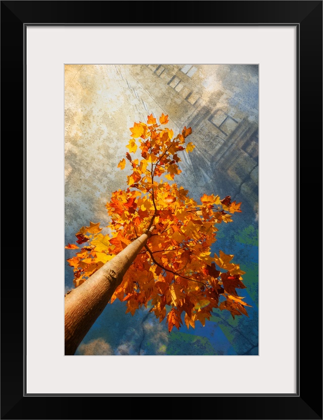 A tall tree with vivid orange leaves and reflections of buildings.