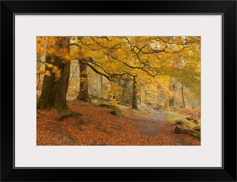 An autumn fall image in an English woodland with yellow gold foliage blown by the wind beneath ancient beech trees and a p...