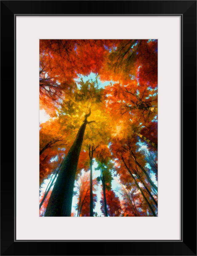 Trees in low angle in autumn