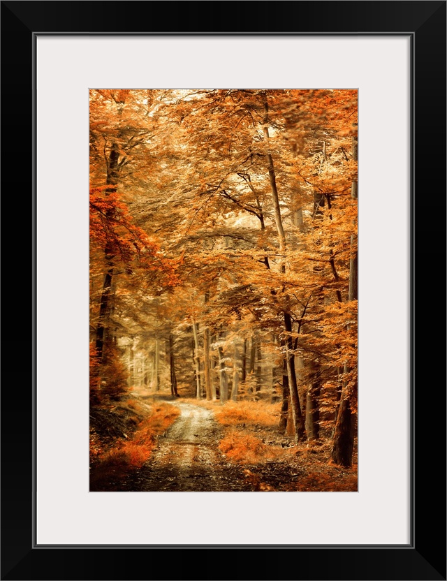 Photograph of an Autumn landscape with a path through woods with orange leaves and a shallow depth of field.