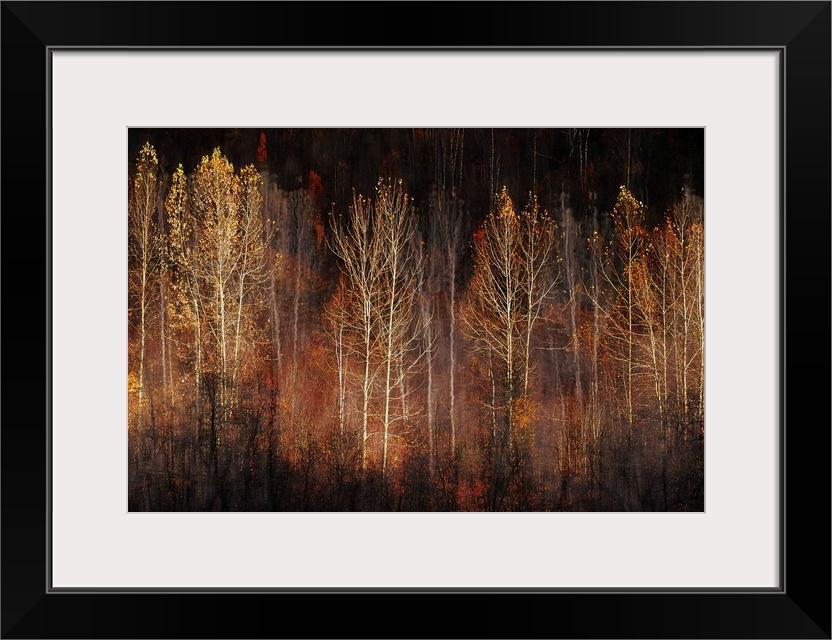 Abstract interpretation of a group of trees in late Fall