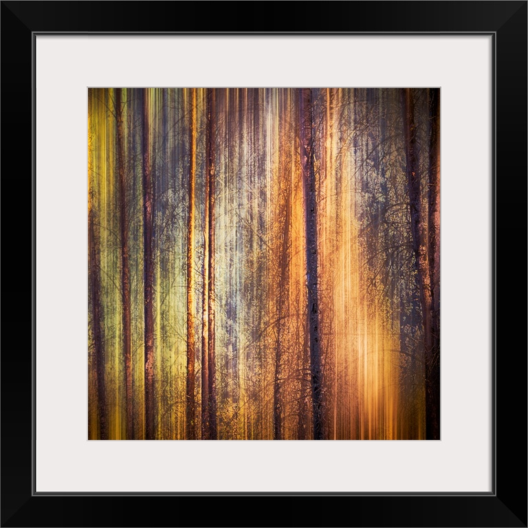 Oversized, square, fine art photograph of tall, thin tree trunks with many small branches.  Streaks of fall colors surroun...