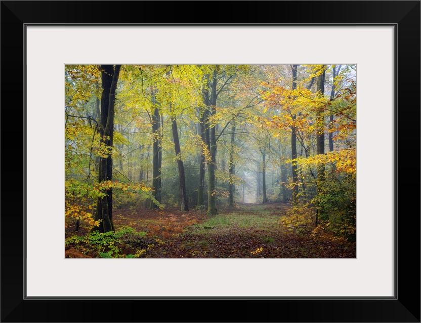 Fine art photo of a misty forest in autumn colors in France.