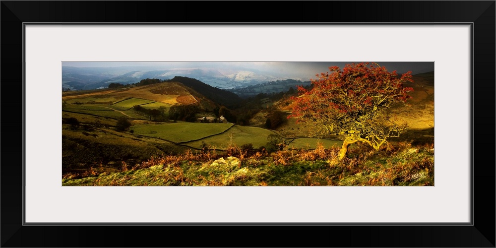 A panoramic landscape across rolling fileds and hills in golden light with a berry filled bush in the foreground.