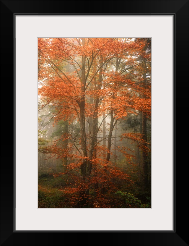 View through a misty forest with trees full of orange leaves.