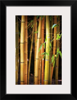 Bamboo Tribe