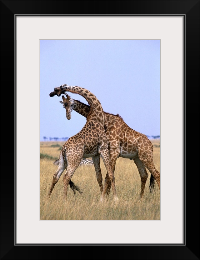 In Kenya's Maasai Mara National Reserve, two male giraffes engage in a thirty-minute sparring match, delivering solid thum...