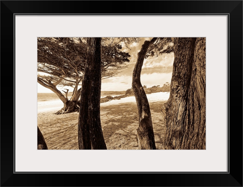 Sepia tone image of the beach and ocean through the tree trunks.