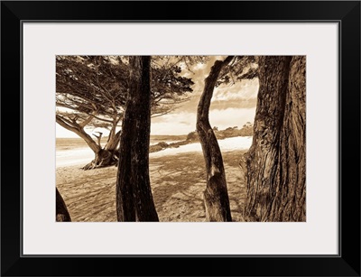 Beach Trees