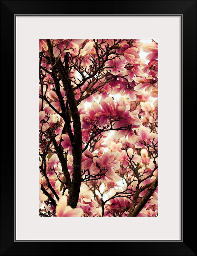 Close-up photograph of a cherry blossom flowers.