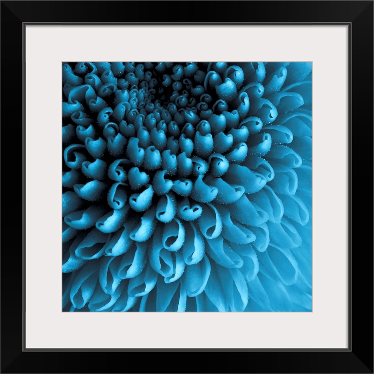 Up close photograph of curled Chrysanthemum petals.