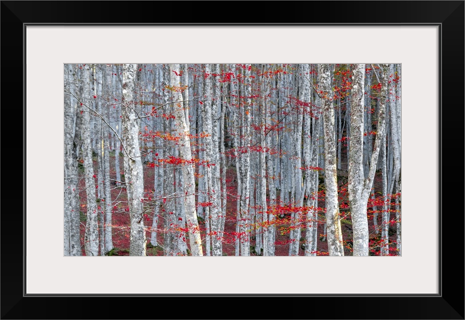 Shot taken in the woods of the Foreste Casentinesi National Park in which the Sasso Fratino nature reserve is located, a U...