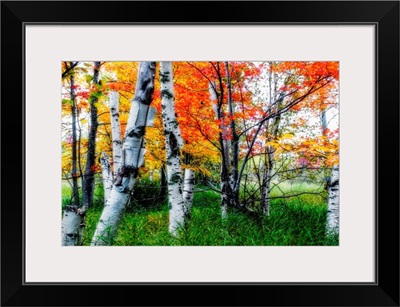 Birch Trees in Diffused Light During Fall, Acadia National Park,
