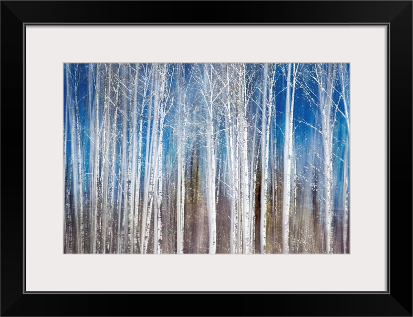 Oversized, landscape painting of a dense forest of thin birch trees with bare branches, on a streaky background of ground ...