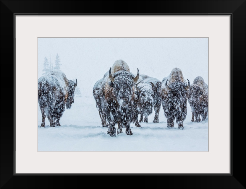 A small herd of bison covered in snow in the winter in Yellowstone National Park, Wyoming.