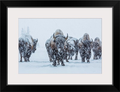 Bison in Yellowstone National Park