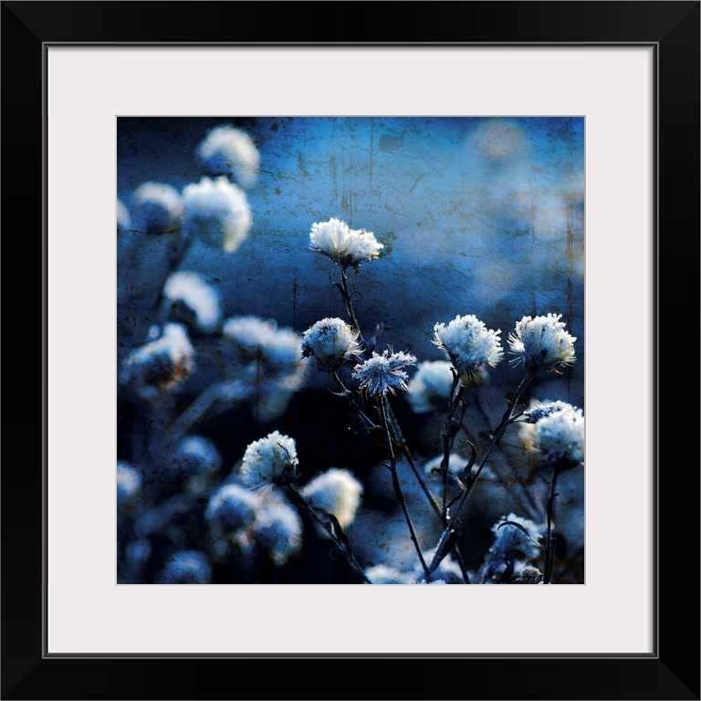 A fine art photograph of flower blossoms that have been given a cool hued tint and a distress texture overlaid on the phot...