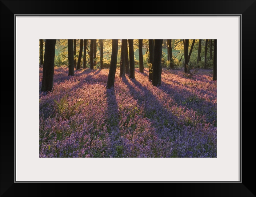 An English Bluebell Wood at sunset with golden light and long shadows across a field of dense bluebells.