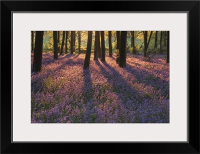 Bluebell Sunset