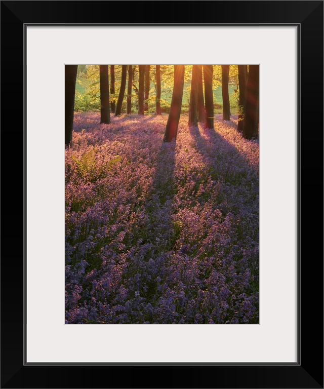 An English Bluebell Wood at sunset with golden light and long shadows across a field of dense bluebells.