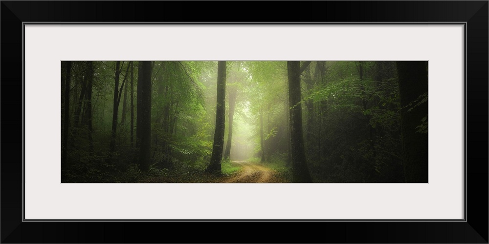 Panoramic path crossing the green foggy forest in Broceliande, France.