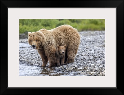 Brown Bear Sow And Cub, Alaska, USA