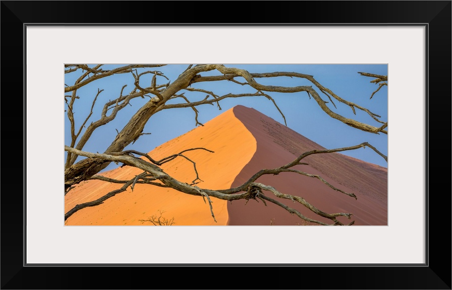 Sossusvlei, Namib-Naukluft National Park, Namibia, Calcified Acacia Branches and Dune