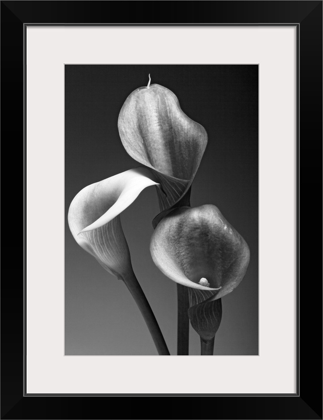 Big monochromatic photograph shows a close-up of the tops of three flowers against a bare background.