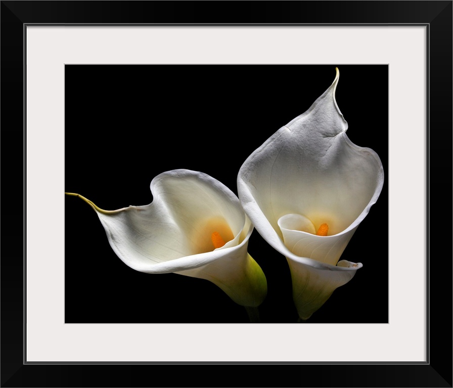 Oversized art of two lilies against a black background.