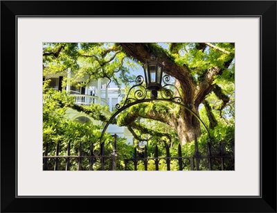 Charleston Oak Tree