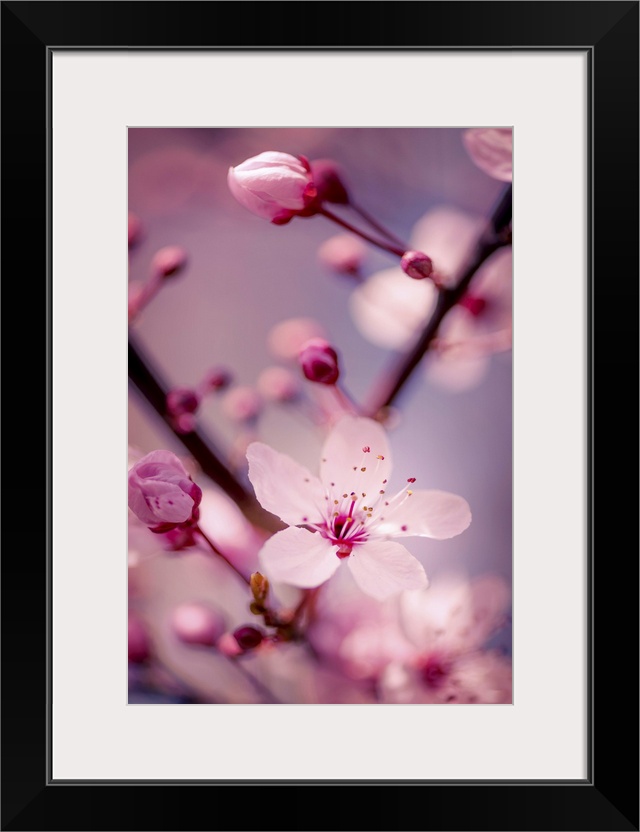 A close-up photograph of pink cherry blossoms.