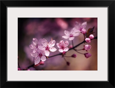 Cherry Blossoms V