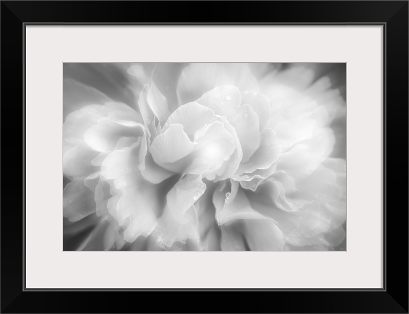 Close up of a white peony