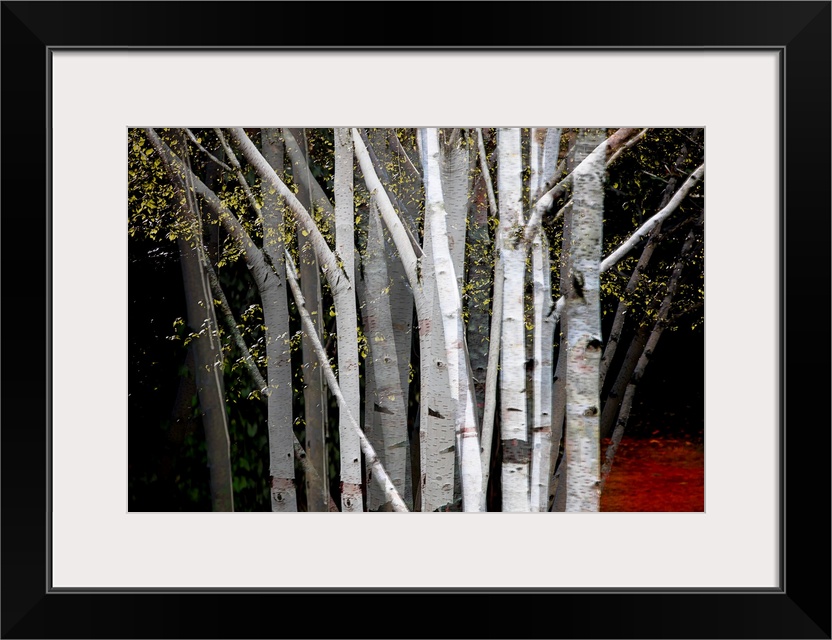 Multiple exposure photograph of a cluster of Birch trees with yellow leaves.