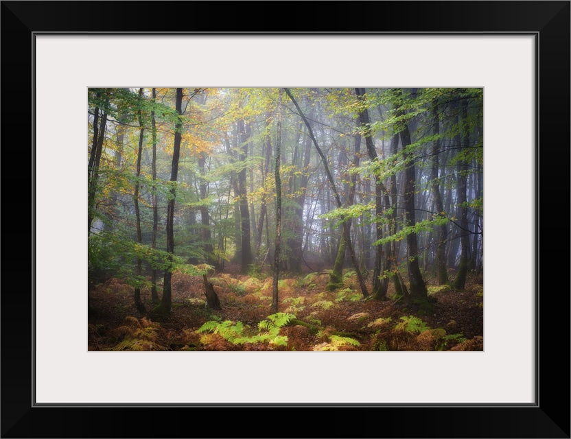 Colorful leaves on a rainy, misty day in a temperate forest.