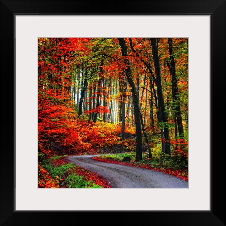 Square Fine Art photograph of a winding road leading upward through a forest of vibrant fall colors.